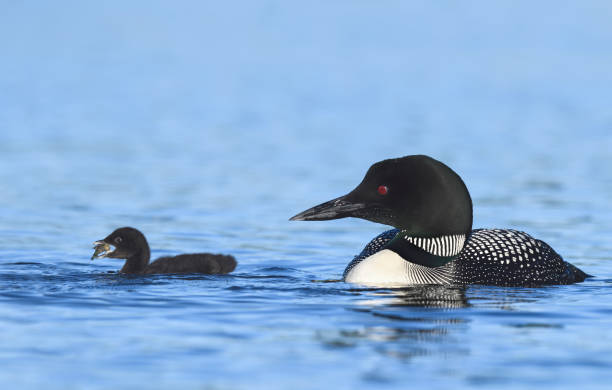 istock Common loon, Gavia Immer, baby eating fish 812584370