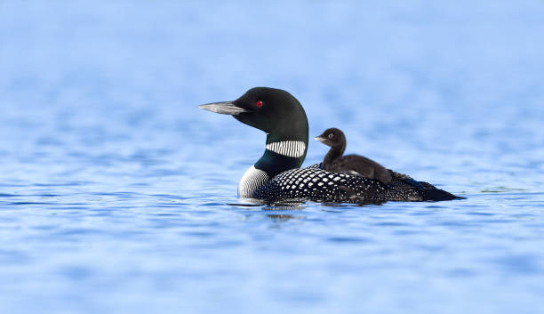 gemeinsamen loon, gavia immer altvogel mit baby auf dem rücken - common loon stock-fotos und bilder