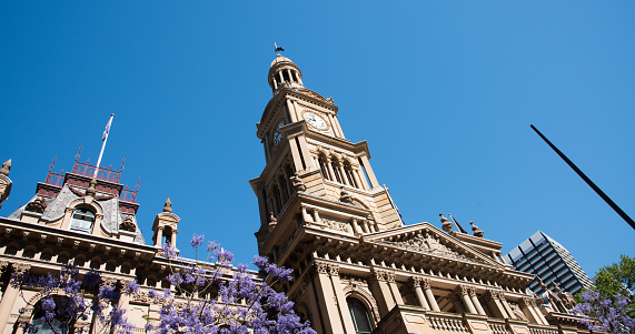 Sydney,NSW,Australia-November 18,2016: Low angle view of the Sydney Town Hall clock tower with jacaranda tree on a clear day in Sydney, Australia.