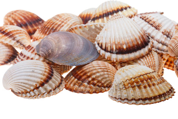 Closeup of various isolated seashells stock photo