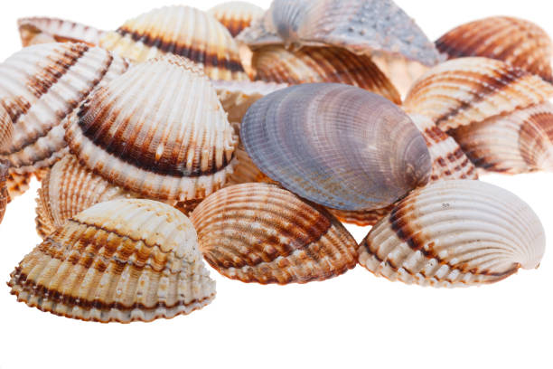 Closeup of various isolated seashells stock photo
