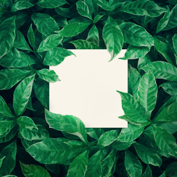 istock Green leaves background design with white paper.Flat lay. 812595118