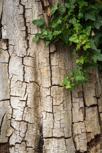 istock Old cracked tree bark partially covered in ivy, vertical with copy space 812608838