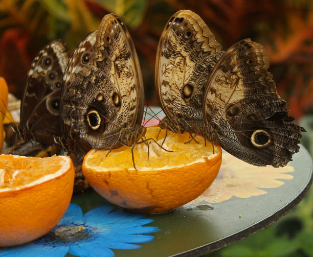 istock Giant Owl, Blue Morpho Butterflies Feed on Fruit 812609912