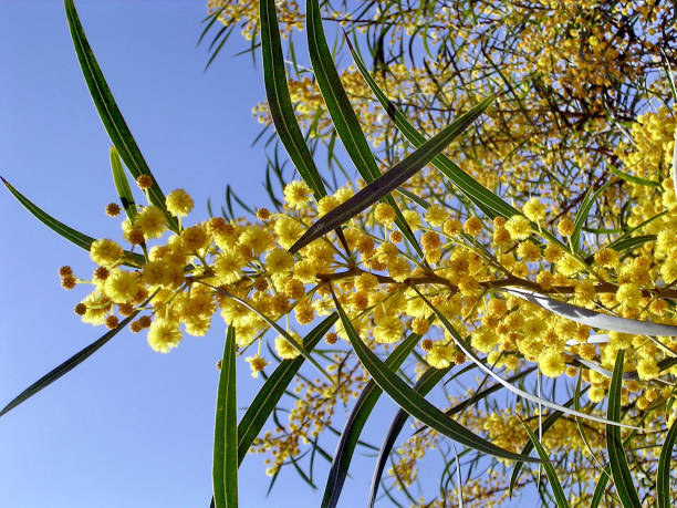 istock Or Yehuda mimosa April 2006 812610046