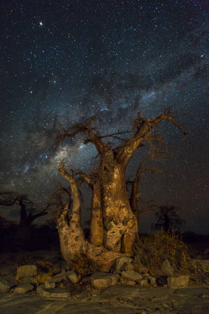 istock Milkyway and baobab trees 812612378