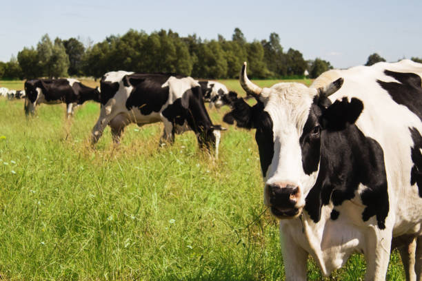 istock Funny cow on a green meadow 812622352