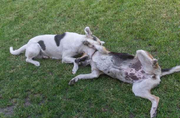 istock Young cross-breed dog bites other dog while playing on a spring grass in park 812622992