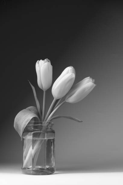 istock Three yellow tulips in a glass jar. 812630398