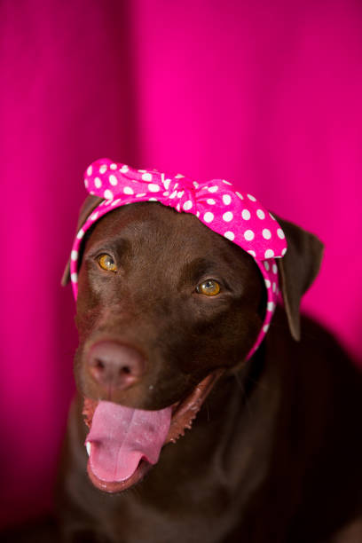 Smile dog labrador with pink Bow Tie at pink background
