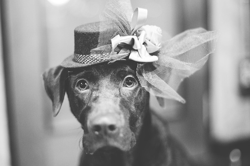 Cute  labrador with hat sitting blur background B&W color style