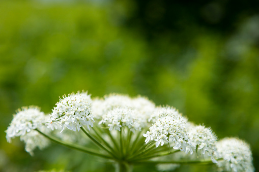 Blooming hemlock ordinary close-up. Apiaceae or Umbelliferae is a family of mostly aromatic flowering plants commonly known as the celery, carrot or parsley family, or simply as umbellifers.