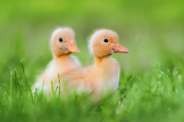 istock Two little duckling on green grass 812647718