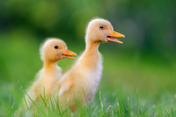 istock Two little duckling on green grass 812647720
