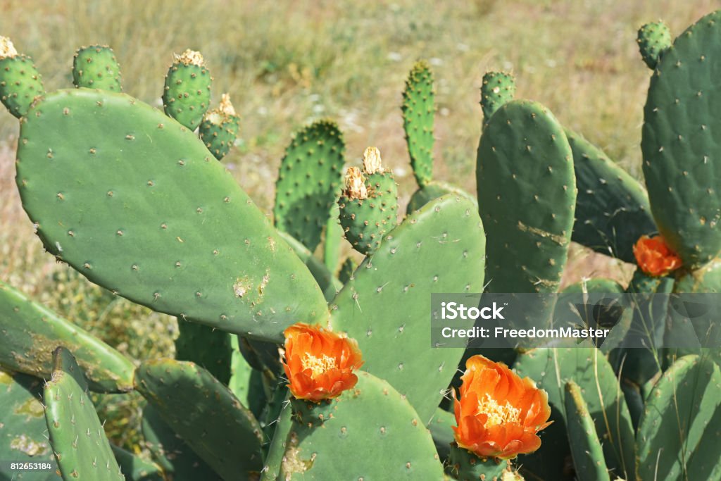 Foto de Cacto Verde Grande Com Flores Vermelhas e mais fotos de stock de  Afiado - Afiado, Arranjo de Flores, Azul - iStock