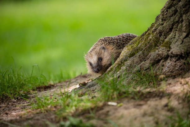 Emerging Hedgehog stock photo