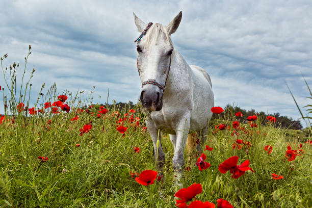 istock Beautiful white horse grazing 812687450