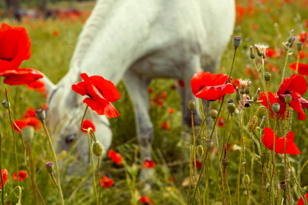 Beautiful white horse grazing