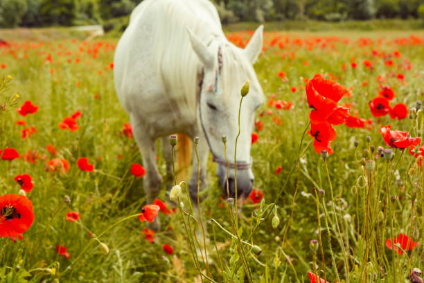 istock Beautiful white horse grazing 812689506