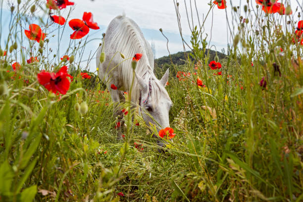 istock Beautiful white horse grazing 812689548
