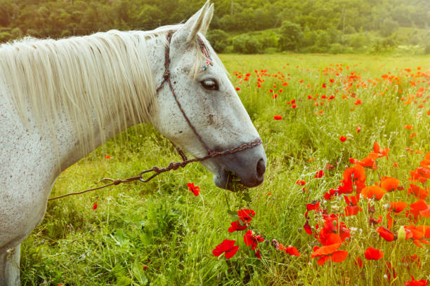 Beautiful white horse grazing among the blooming poppy fields