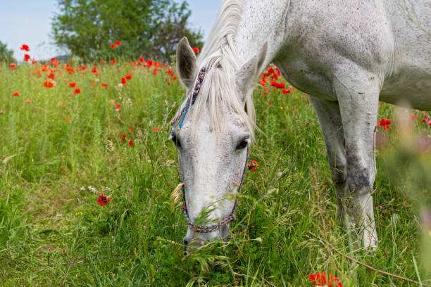 istock White horse grazing in a beautiful field 812693732