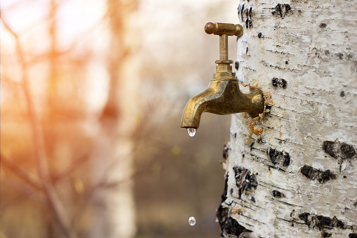 Birch sap