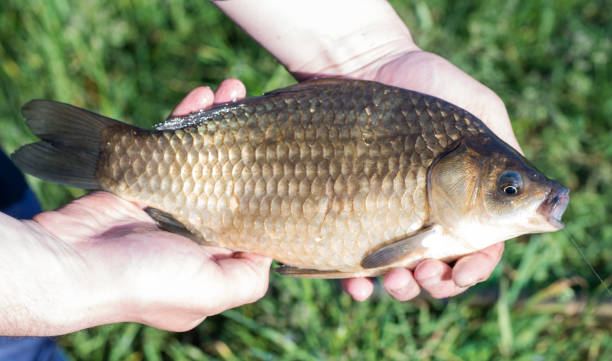 istock Large fish caught by a fisherman 812706818