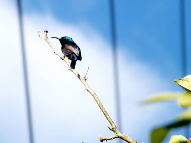 istock Or Yehuda Palestine Sunbird 2011 812706858