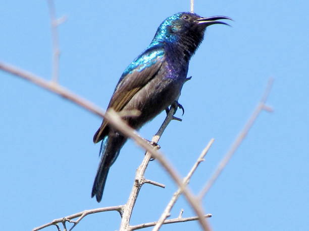istock Or Yehuda Palestine Sunbird June 2011 812706888