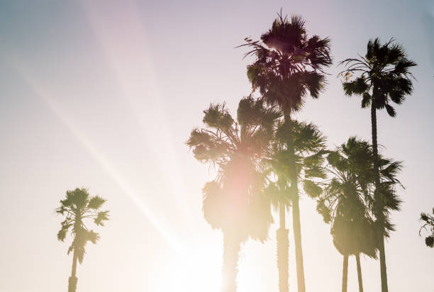palmeiras na costa do pacífico, em los angeles - palm tree california city of los angeles venice beach - fotografias e filmes do acervo