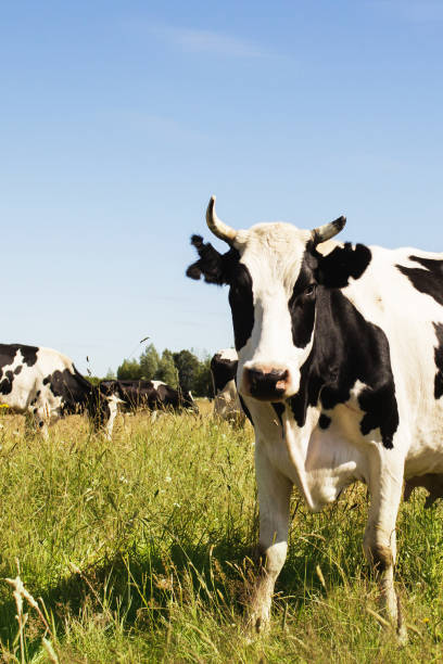 istock Funny cow on a green meadow 812707078