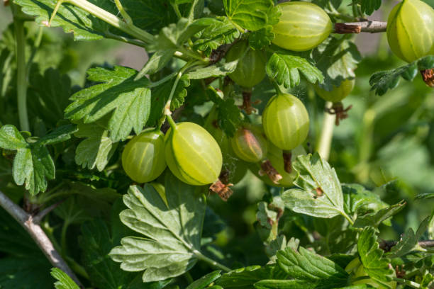 istock green gooseberries on the branch 812707656