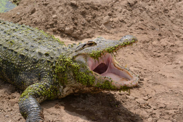 Amazing view of a crocodyle mouth