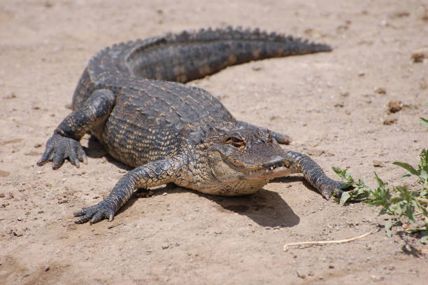 istock Young crocodile laying on sandy shoreline 812710790