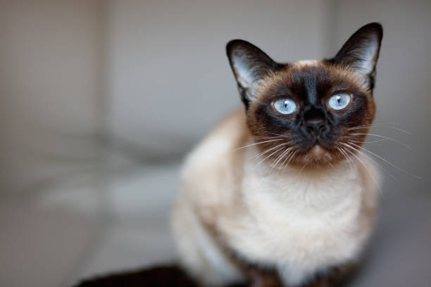 Curious siamese cat Beautiful siamese cat siamese cat stock pictures, royalty-free photos & images