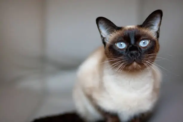 Beautiful siamese cat