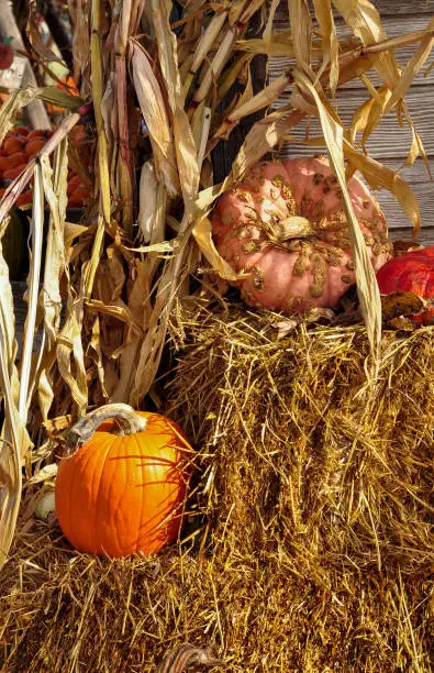 Photo of Pumpkins on hay bales at pumpkin patch during harvest time