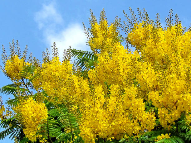 istock Or Yehuda Peltophorum Pterocarpum blossom 2011 812719242