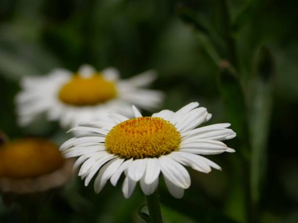 istock Chamomile flowers blooming in the garden, side view 812722754