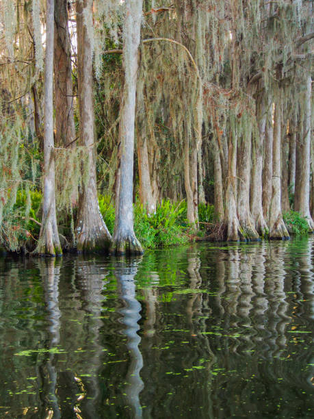 istock Mangrove trees lining the lake shore 812734524