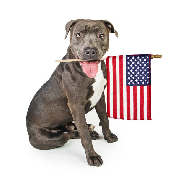 istock American Pit Bull Terrier With Flag 812735044