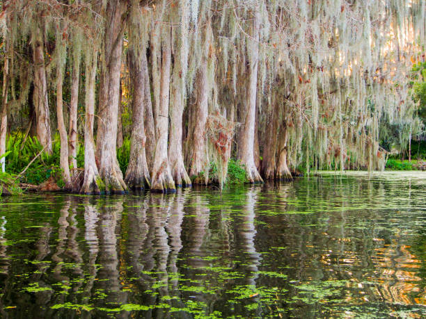 istock Mangrove trees lining the lake shore 812735106
