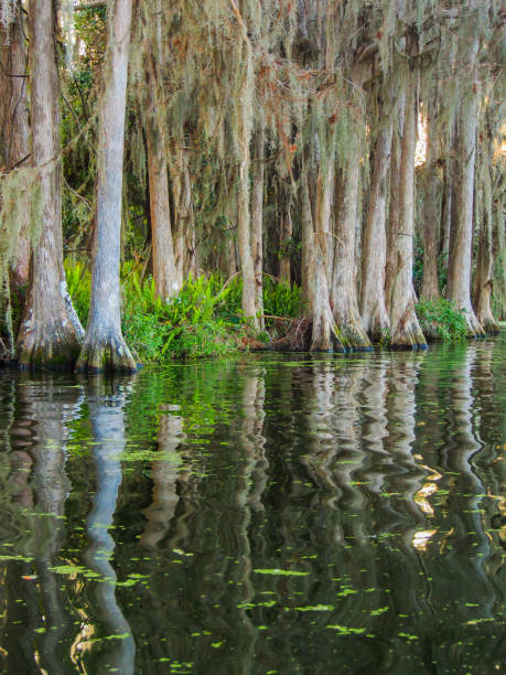 istock Mangrove trees lining the lake shore 812735154