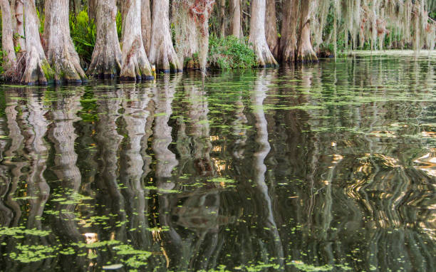 istock Reflections of mangrove trunks 812735304