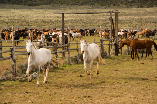 Two white horses running to join the horse herd at the corral