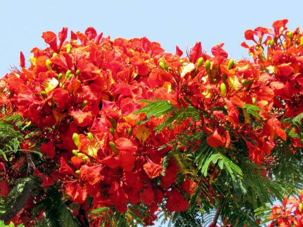 istock Or Yehuda red acacia June 2012 812737780