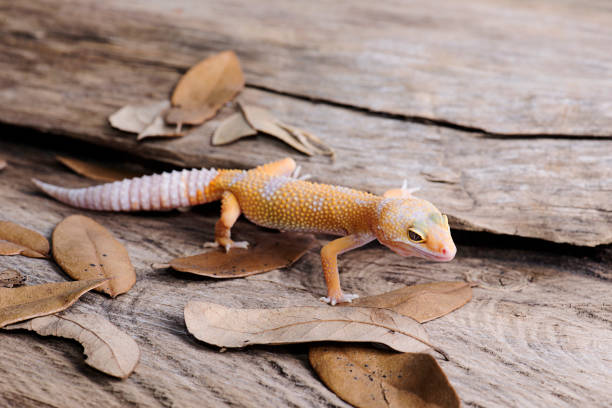 istock Leopard Gecko on natural wood background 812738186