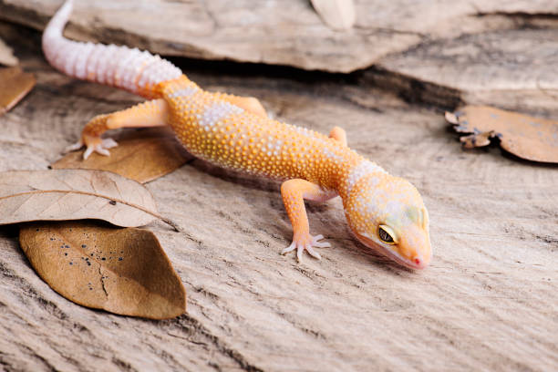 istock Leopard Gecko on natural wood background 812738202