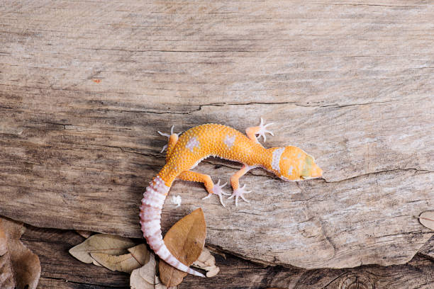 istock Leopard Gecko on natural wood background 812738208
